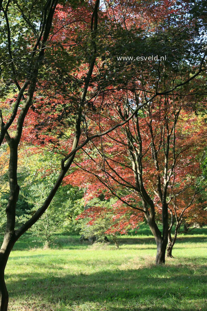 Acer palmatum 'Atropurpureum'