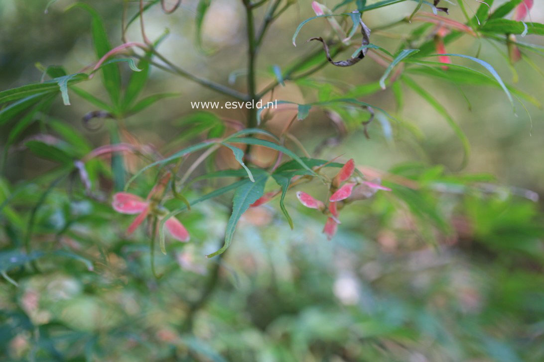 Acer palmatum 'Shinobu gaoka'