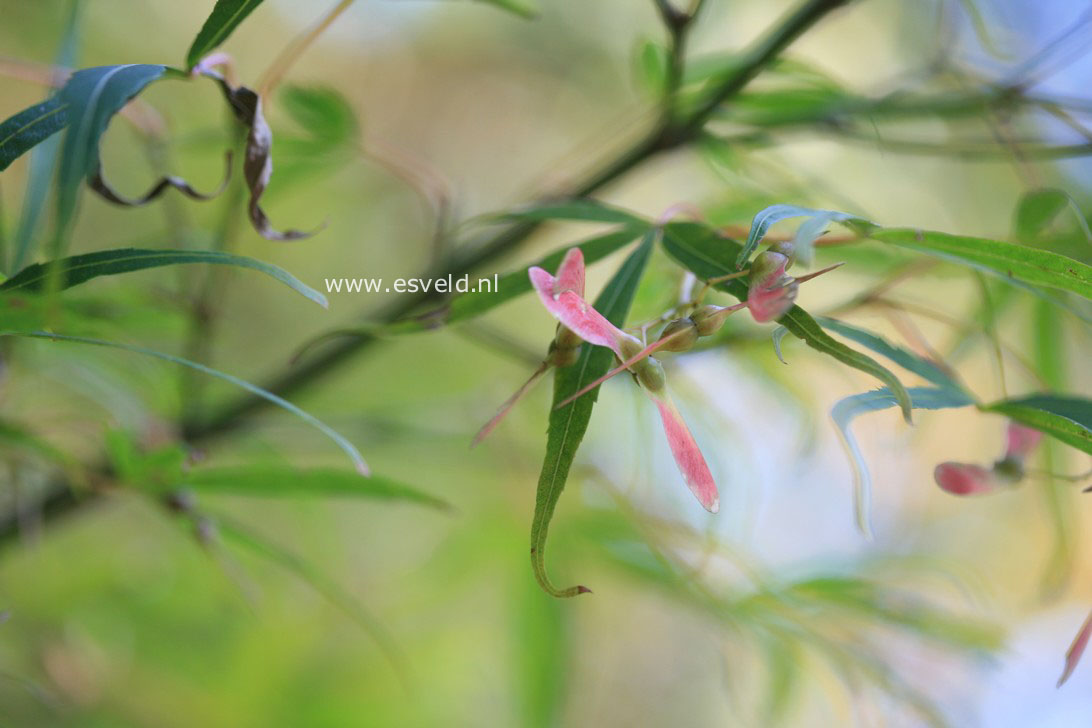 Acer palmatum 'Shinobu gaoka'