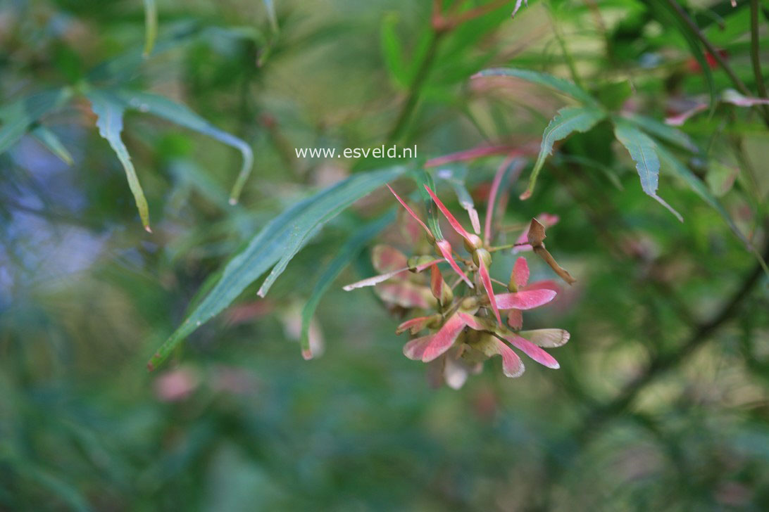 Acer palmatum 'Shinobu gaoka'