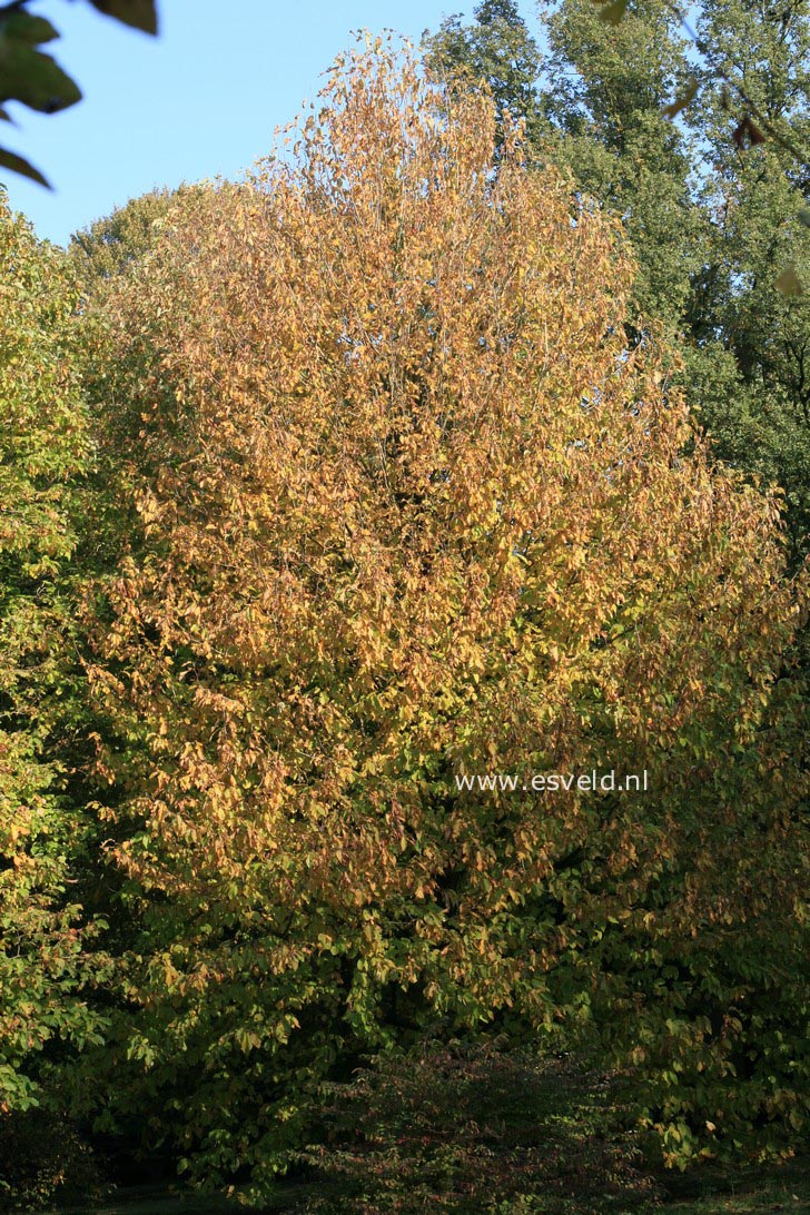Magnolia acuminata