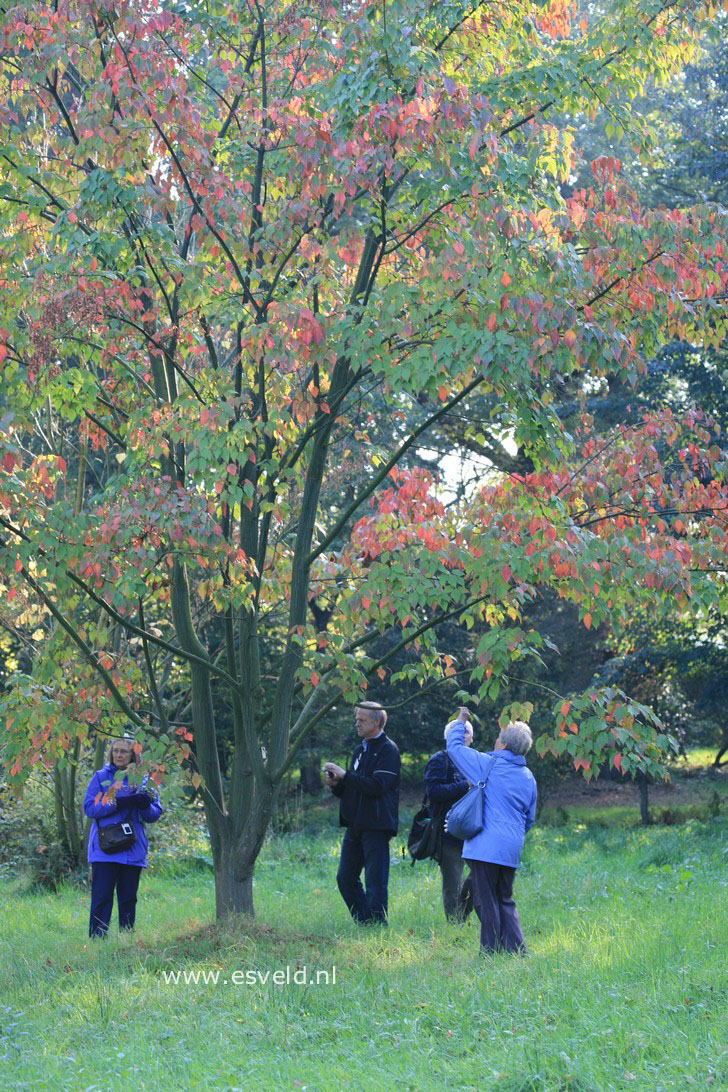 Acer capillipes