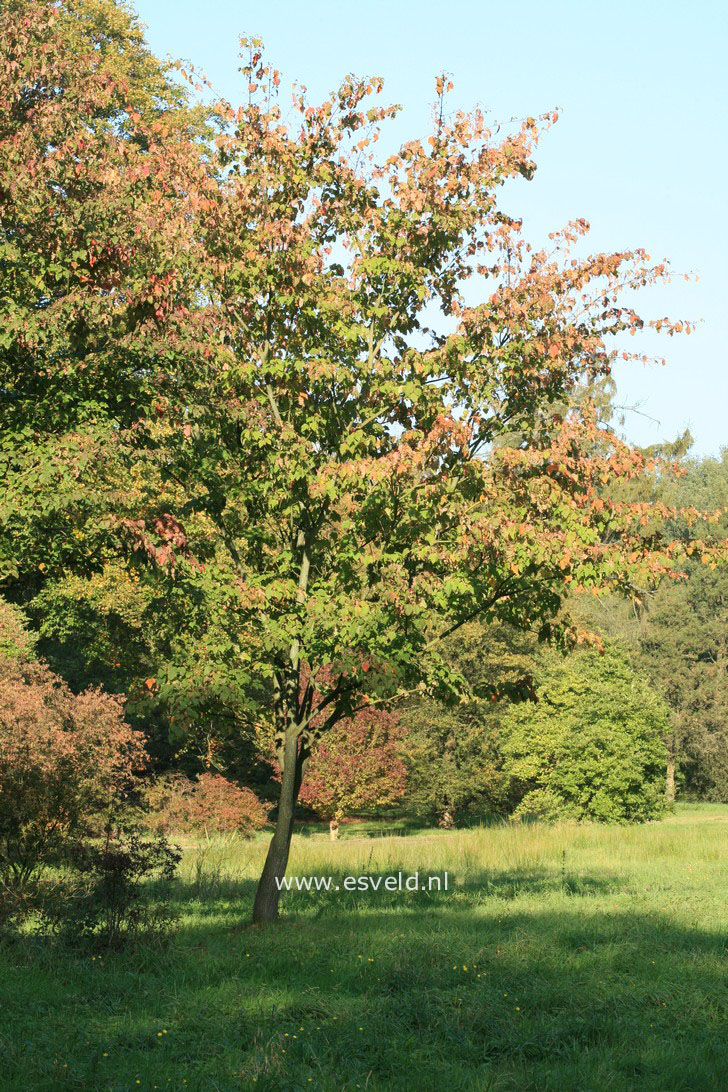 Acer capillipes