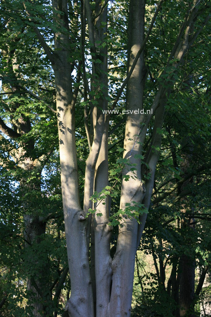 Acer cappadocicum ssp. lobelii