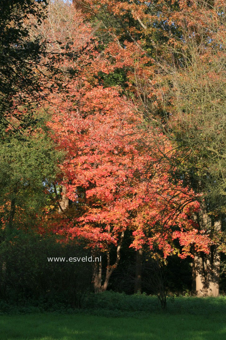 Acer freemanii 'Jeffersred' (AUTUMN BLAZE)