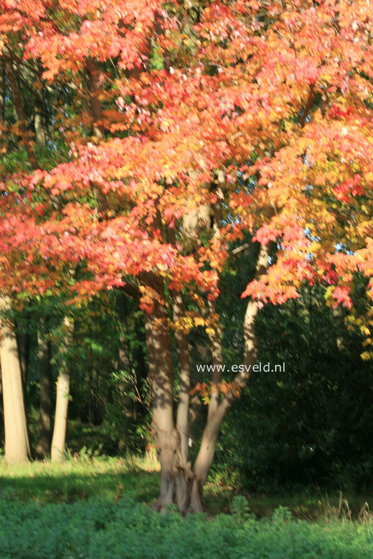 Acer freemanii 'Jeffersred' (AUTUMN BLAZE)
