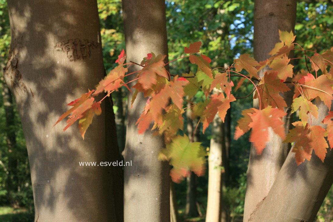 Acer freemanii 'Jeffersred' (AUTUMN BLAZE)