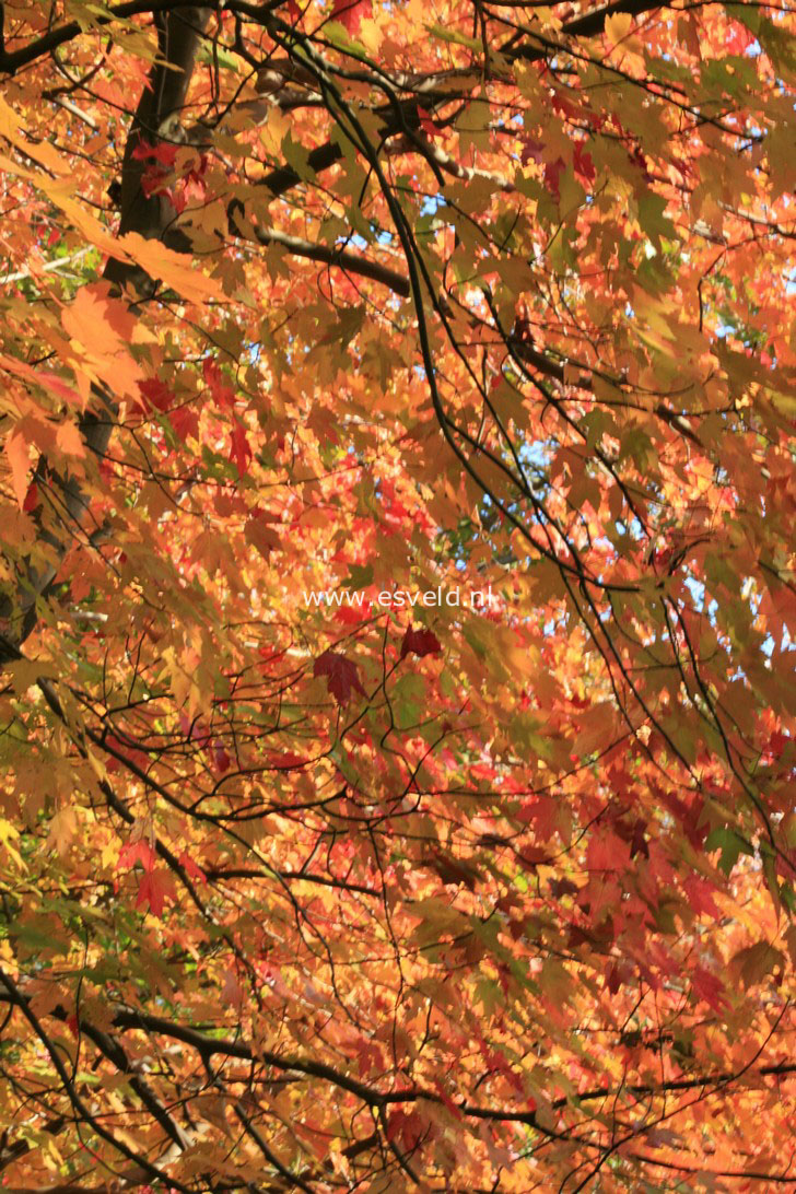 Acer freemanii 'Jeffersred' (AUTUMN BLAZE)