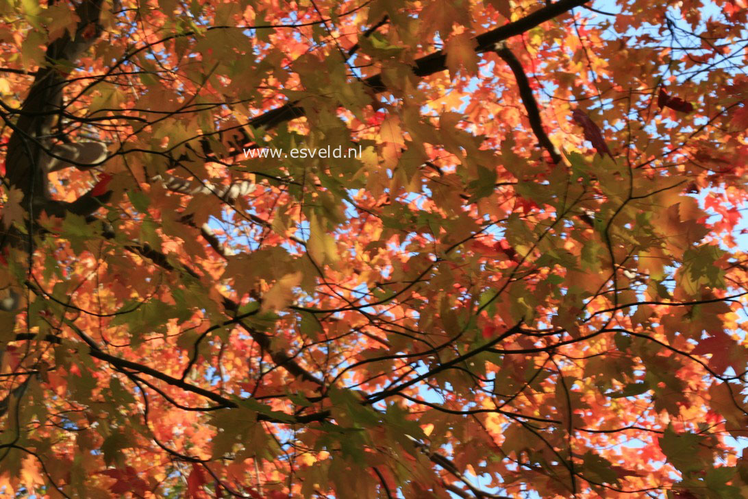 Acer freemanii 'Jeffersred' (AUTUMN BLAZE)