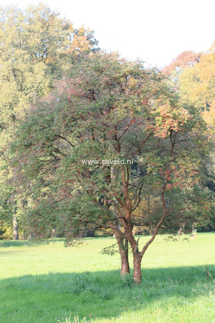 Acer griseum