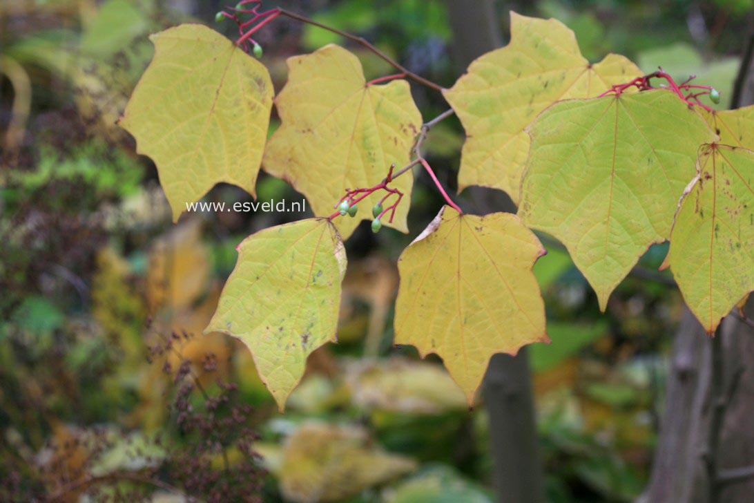 Alangium platanifolium