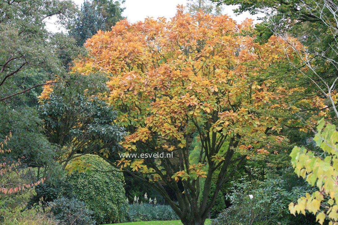 Quercus pontica