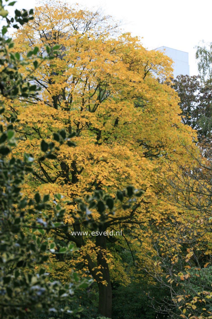 Acer cappadocicum 'Aureum'