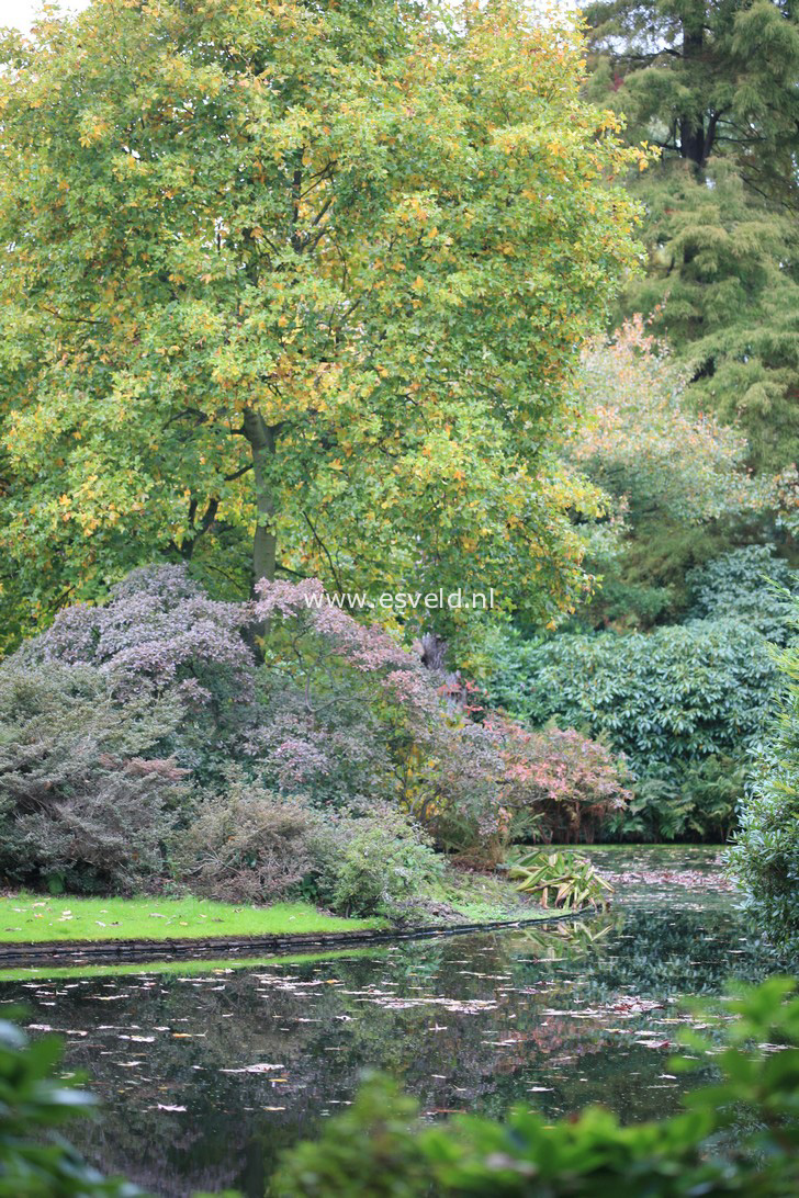 Liriodendron tulipifera 'Roothaan'