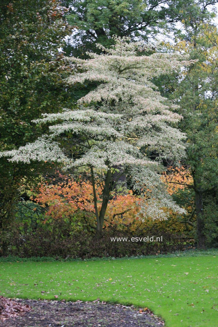 Cornus controversa 'Variegata'