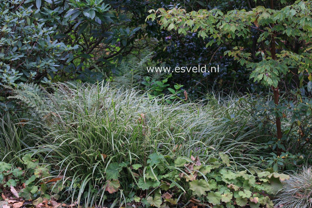 Carex morrowii 'Ice Dance'