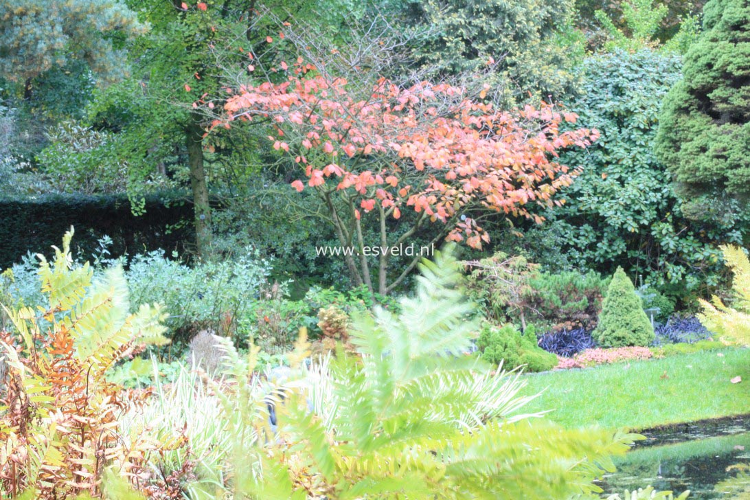 Hamamelis intermedia 'Vesna'