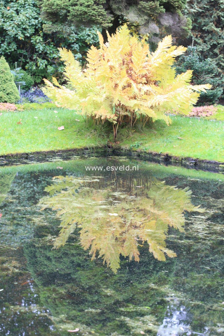 Osmunda regalis