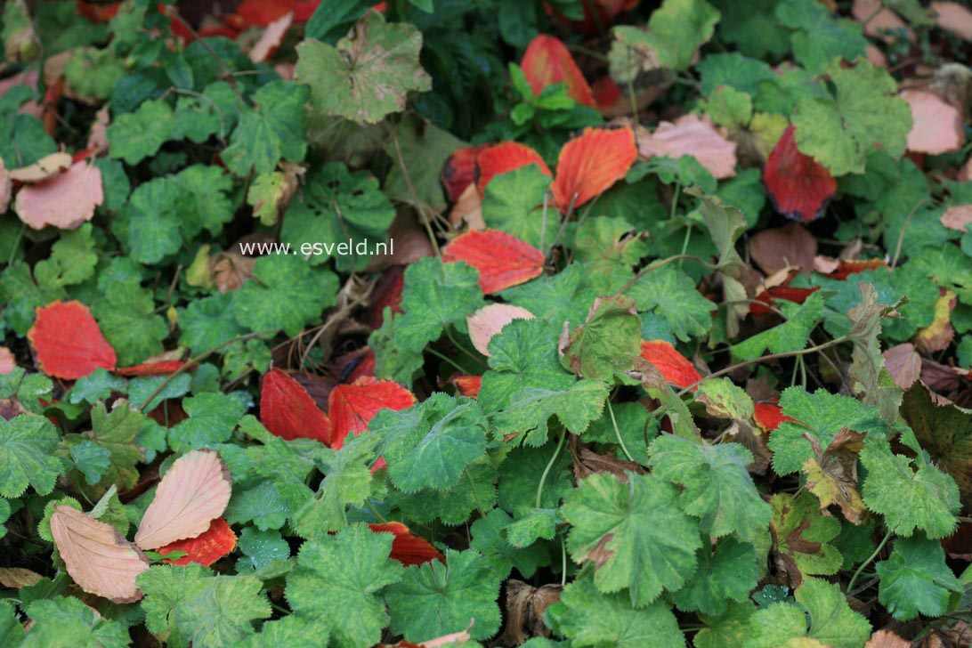 Alchemilla mollis