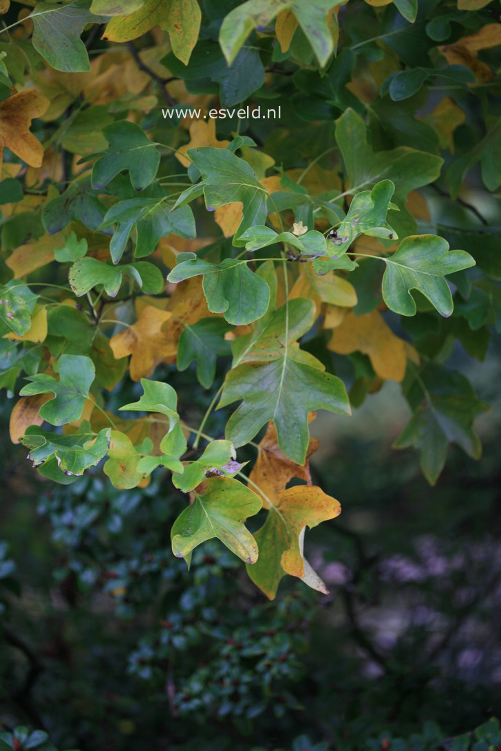 Liriodendron tulipifera 'Roothaan'