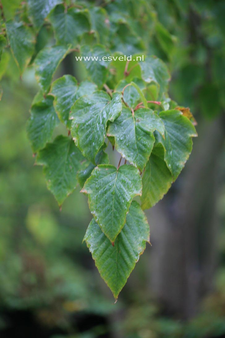 Acer capillipes