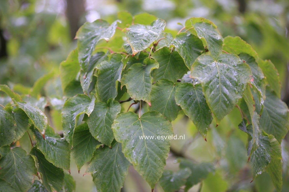 Acer capillipes