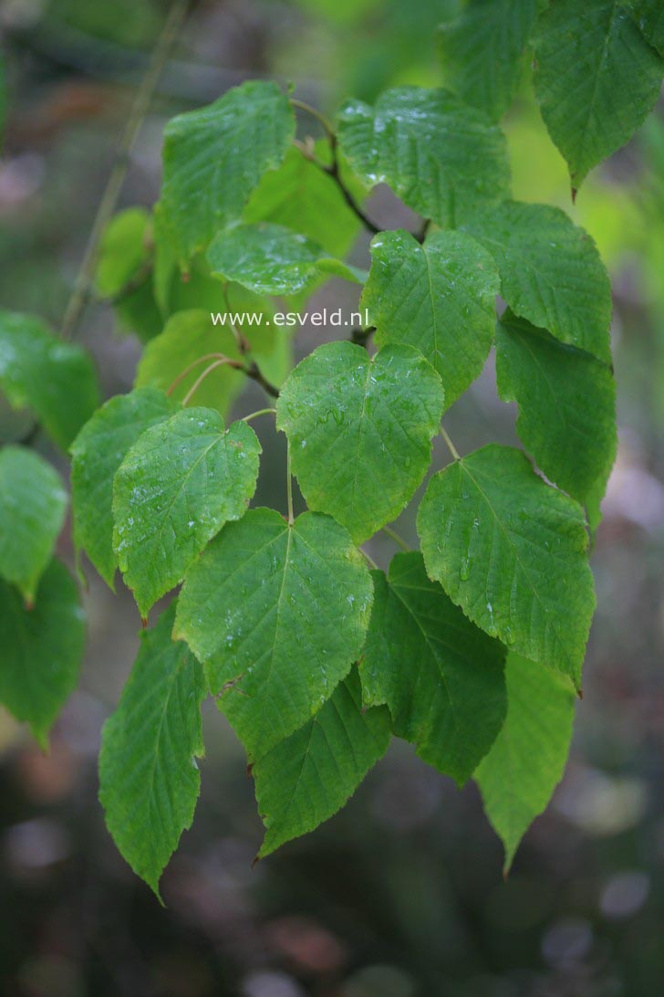 Acer capillipes