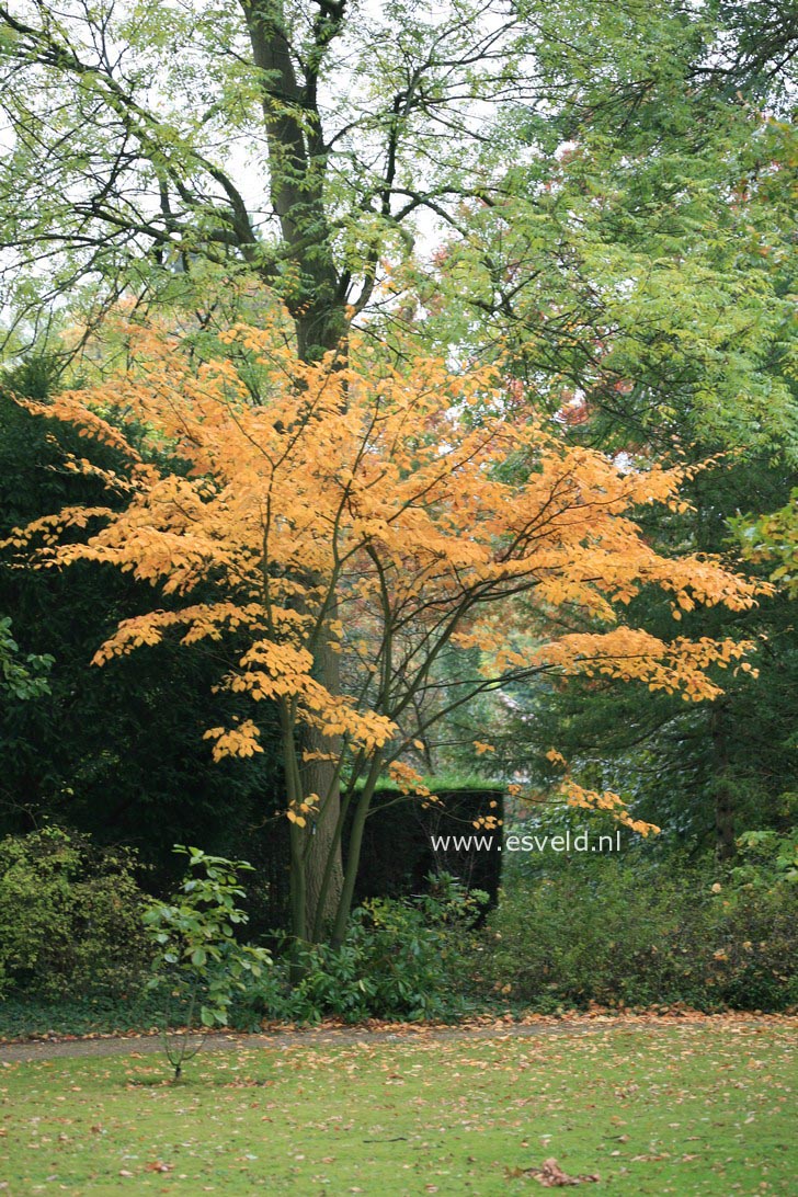 Acer davidii ssp. grosseri