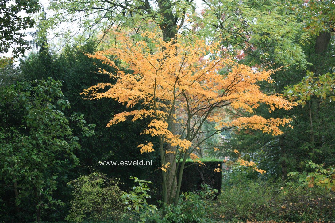 Acer davidii ssp. grosseri