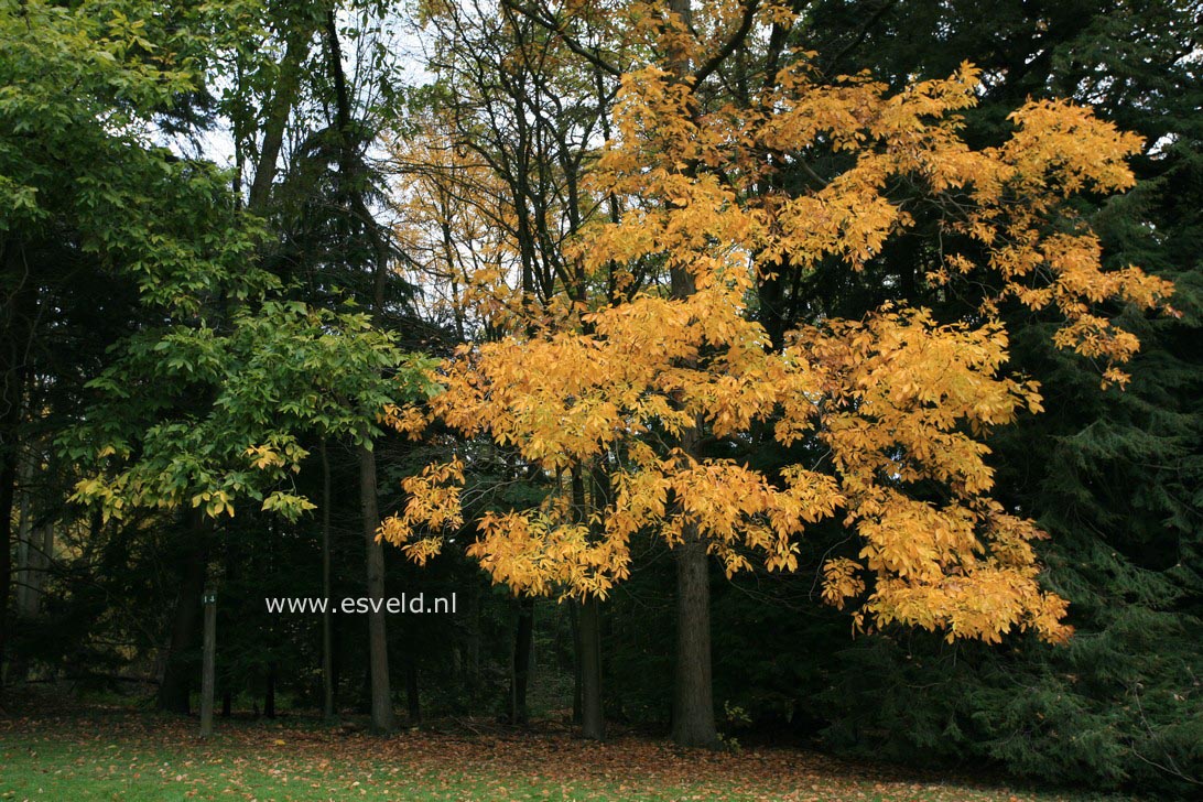 Carya ovata