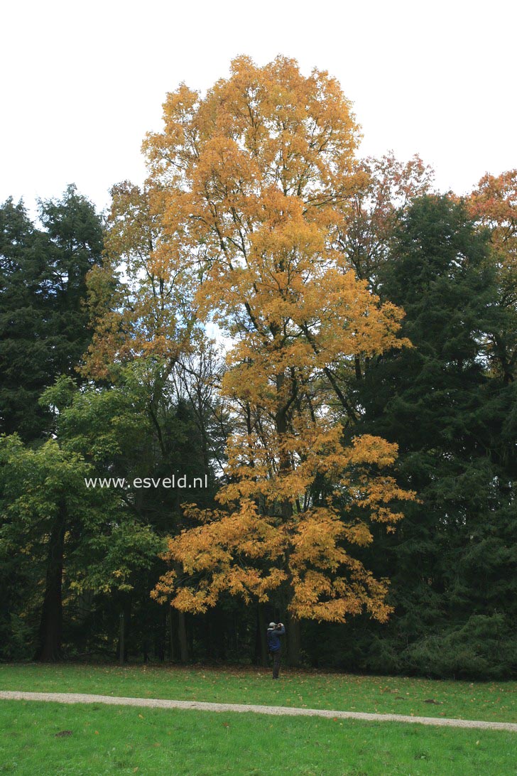 Carya ovata