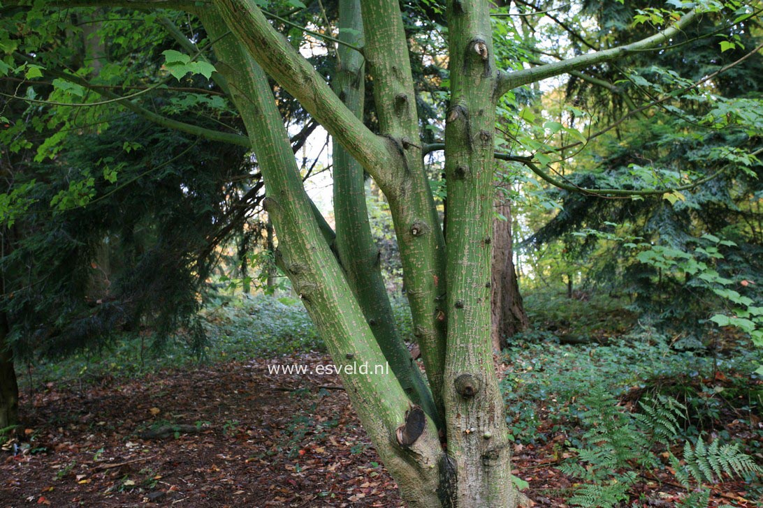 Acer rufinerve