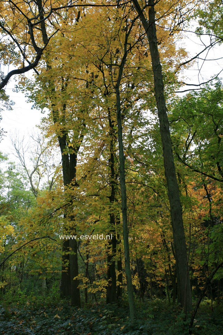 Acer saccharum