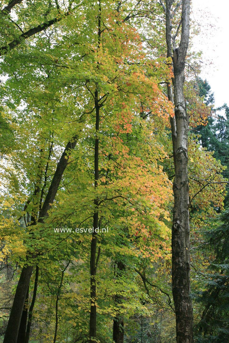 Acer saccharum