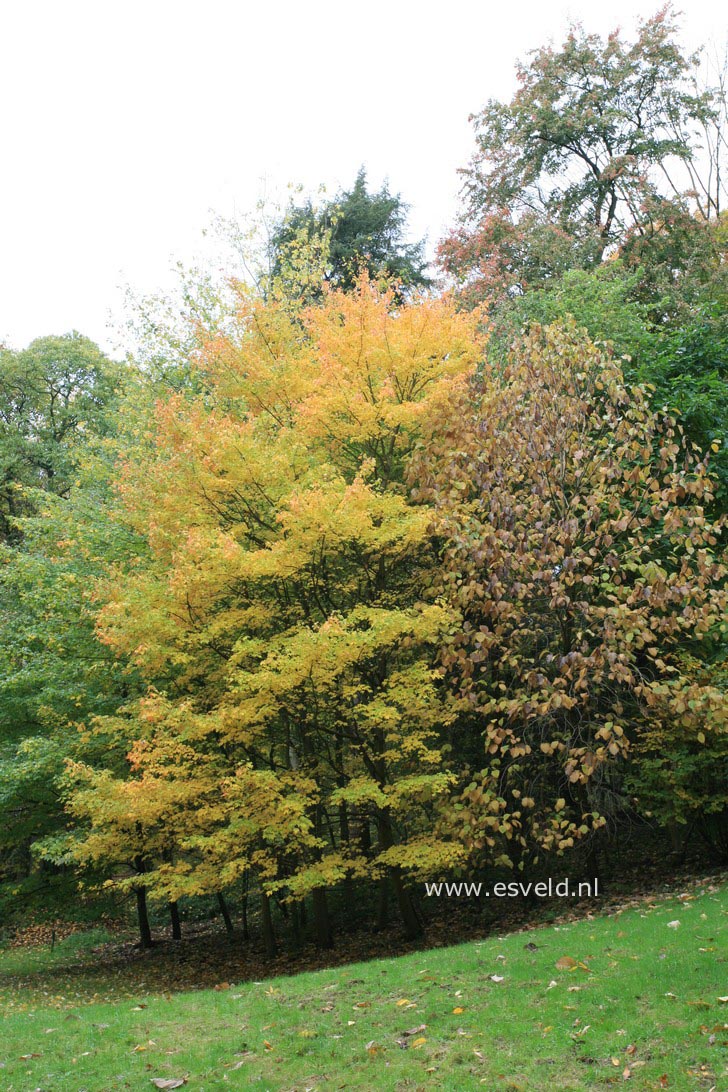 Acer rubrum