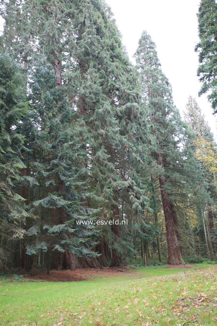 Sequoiadendron giganteum