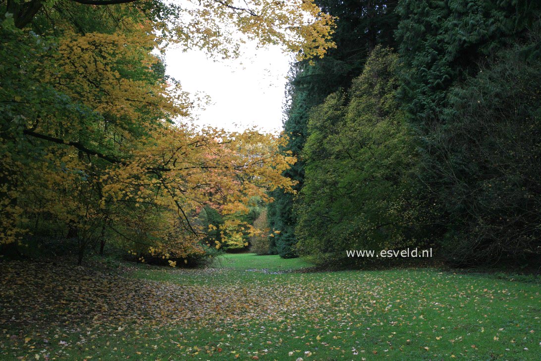 Acer saccharum