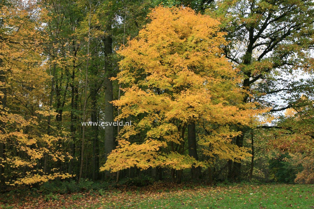 Acer saccharum