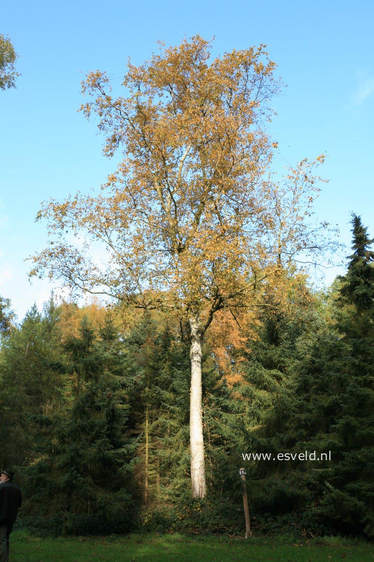 Betula papyrifera