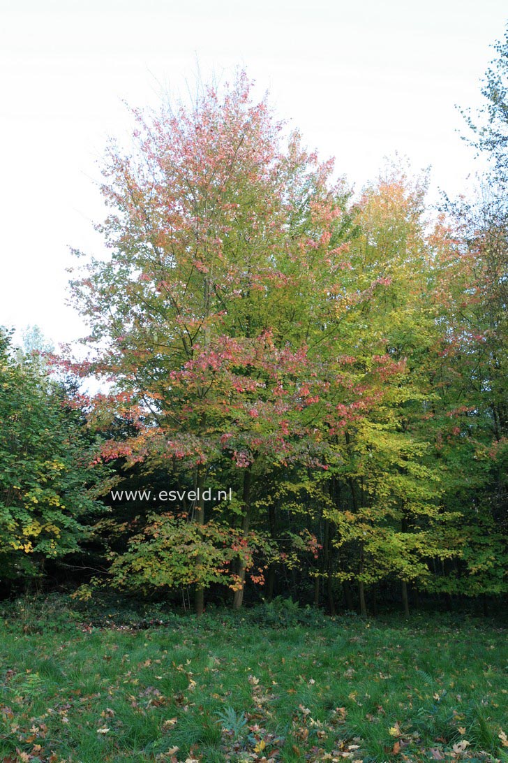 Acer rubrum