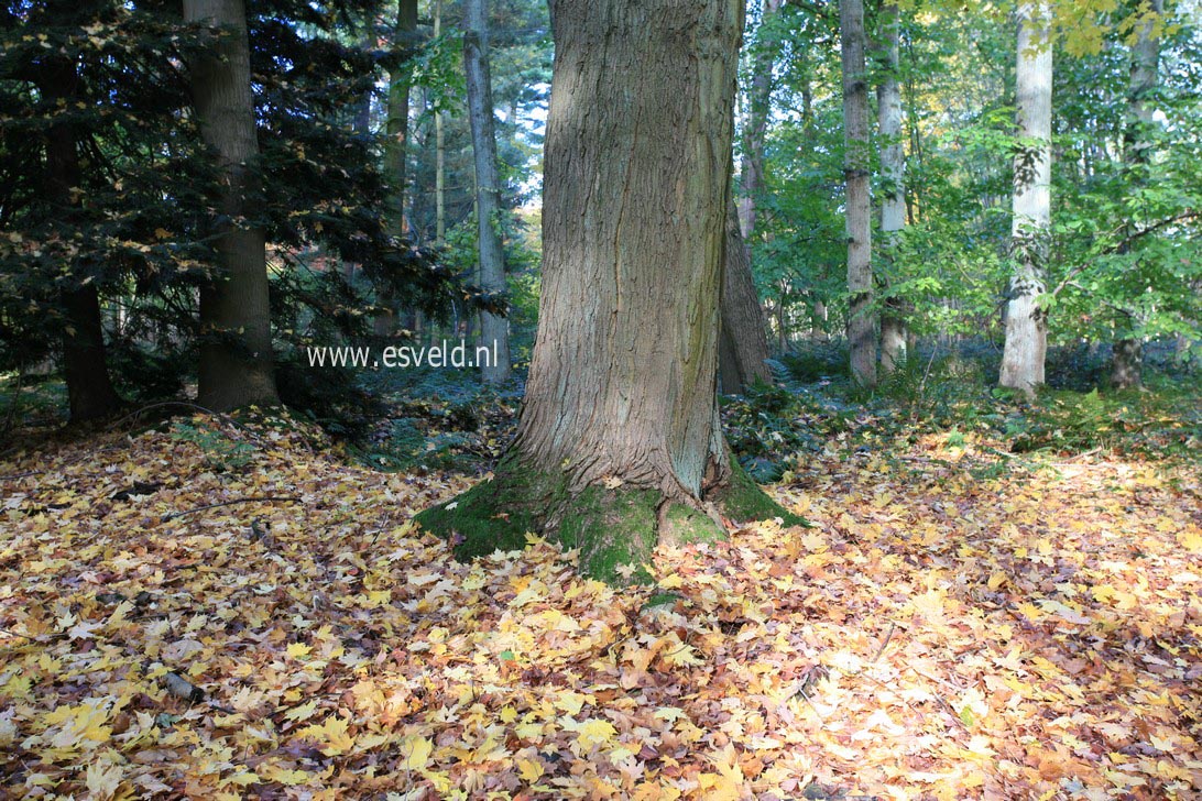 Acer saccharum