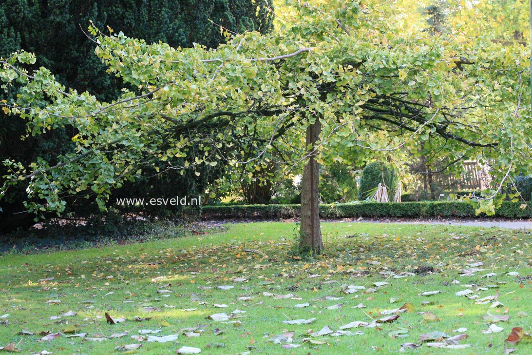 Ginkgo biloba 'Pendula'