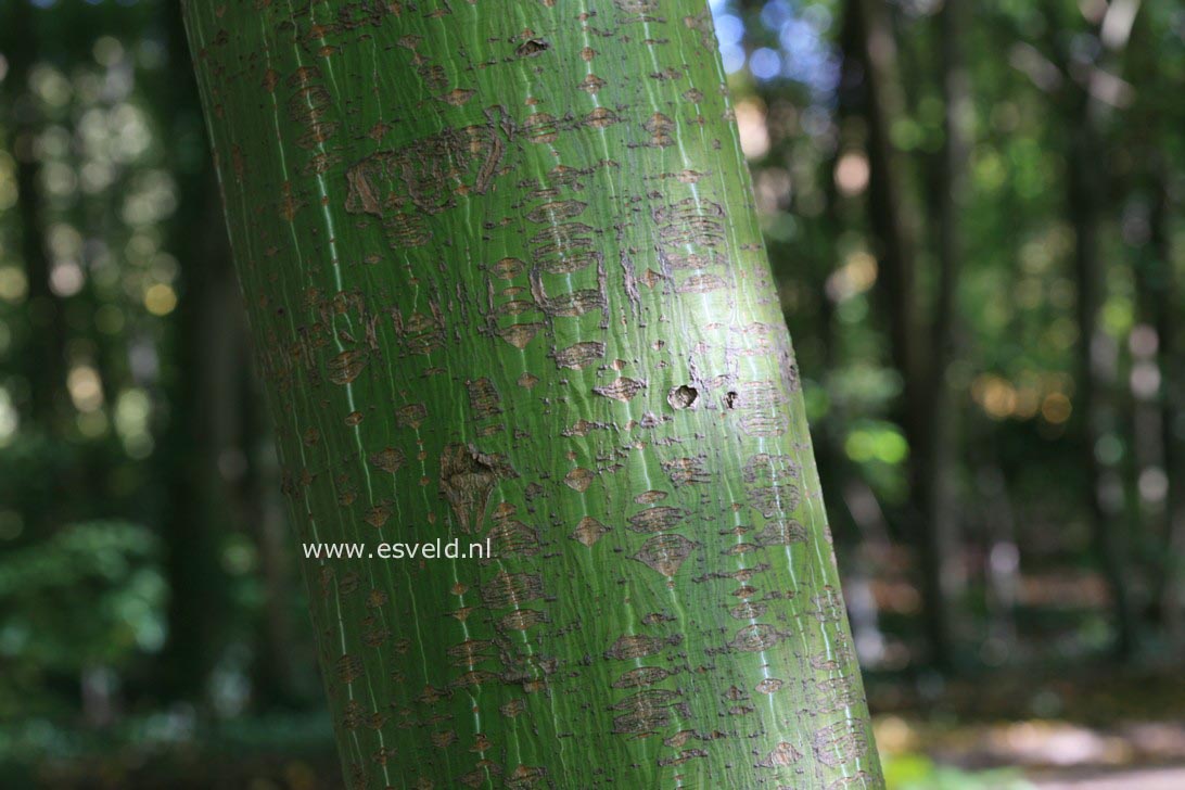 Acer davidii ssp. grosseri