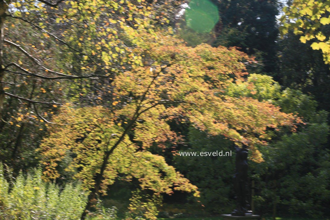 Acer palmatum 'Aureum'