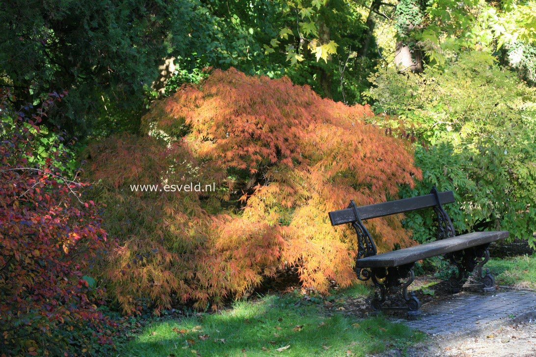 Acer palmatum 'Waterfall'