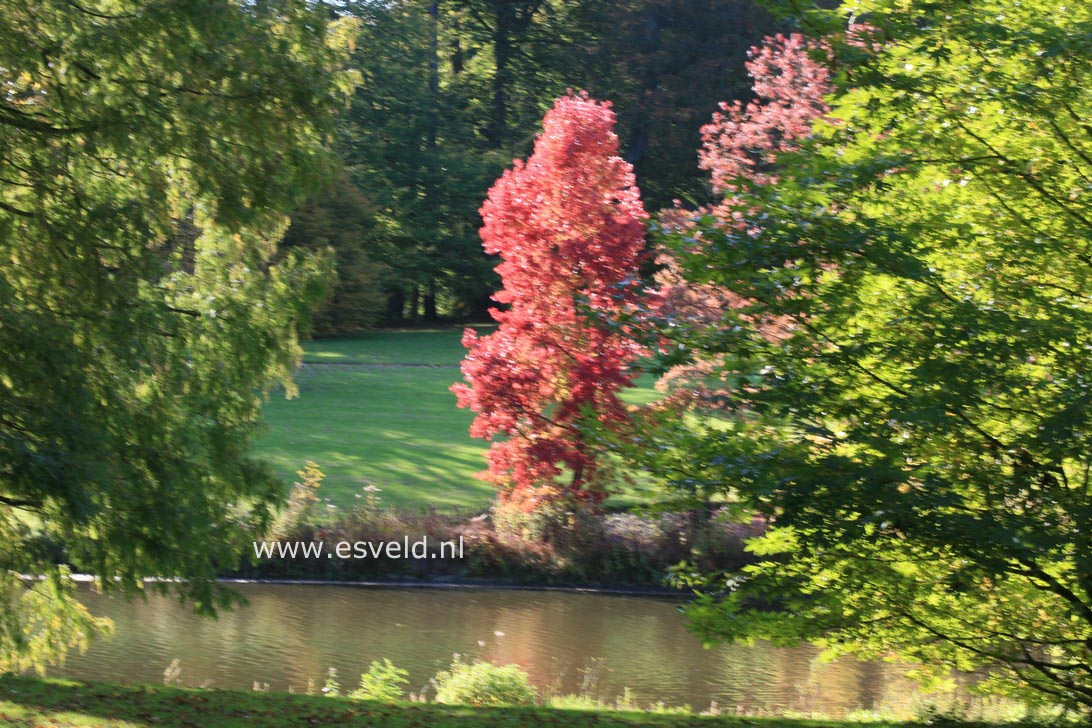 Liquidambar styraciflua