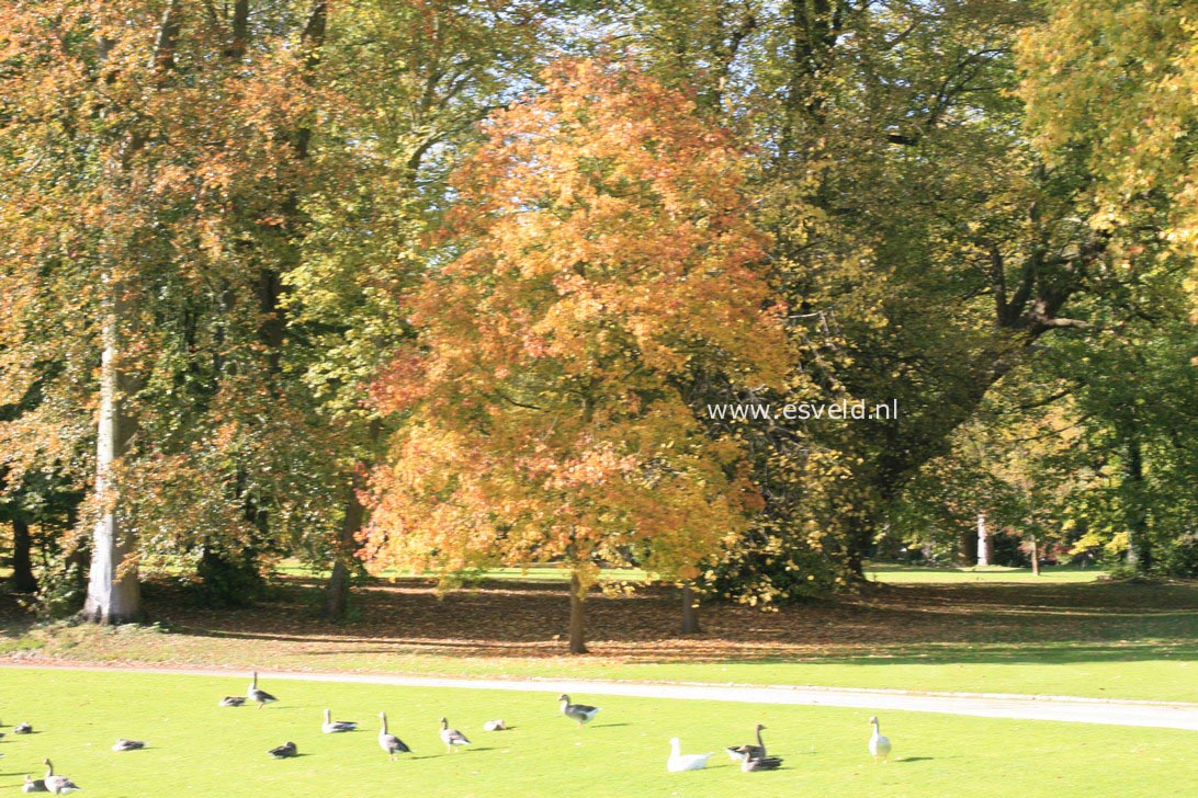 Acer platanoides 'Palmatifidum'