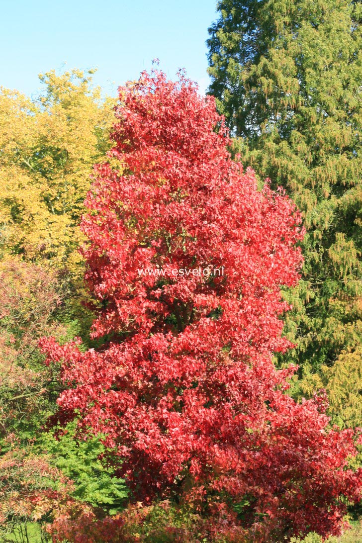 Liquidambar styraciflua