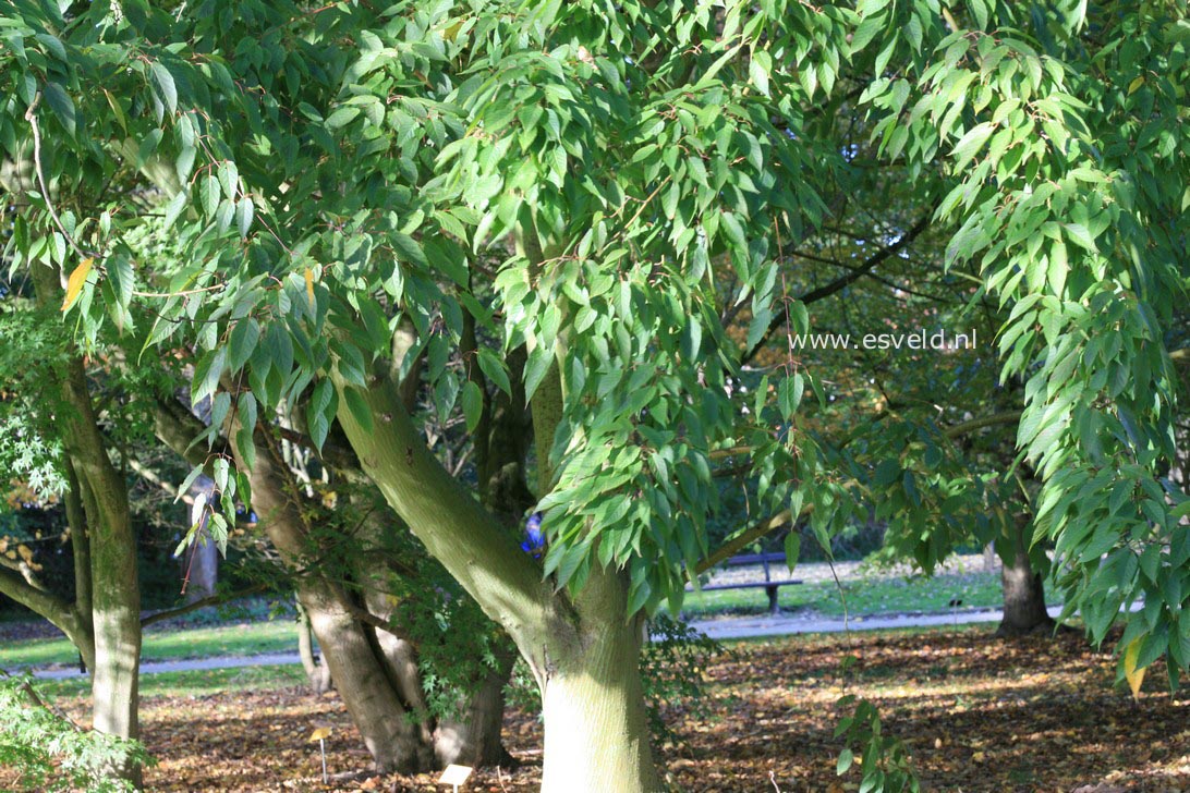 Acer davidii 'Ernest Wilson'