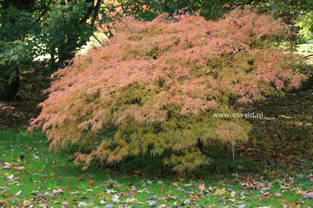 Acer palmatum 'Dissectum Flavescens'